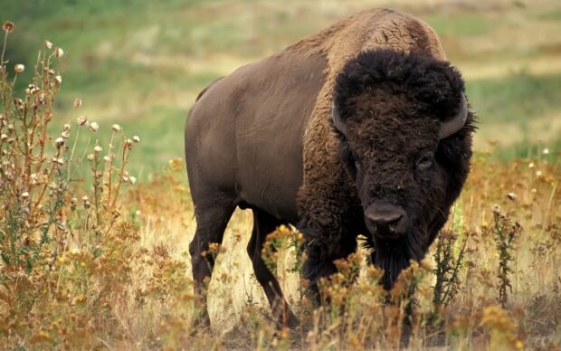 Large buffalo standing in dry grass field in natural habitat