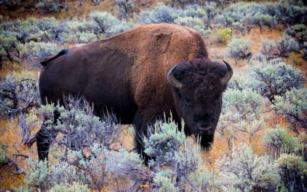 A buffalo standing among green shrubs in a natural wildlife setting
