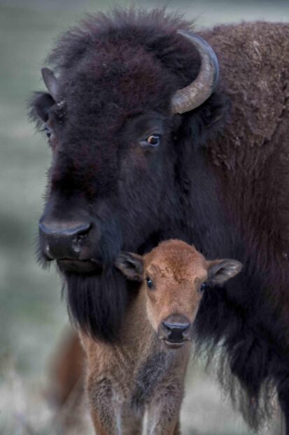 A close up of a buffalo animal with its calf standing together in nature