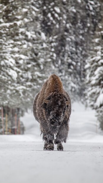 A buffalo standing in the snowy forest with snow covering its fur