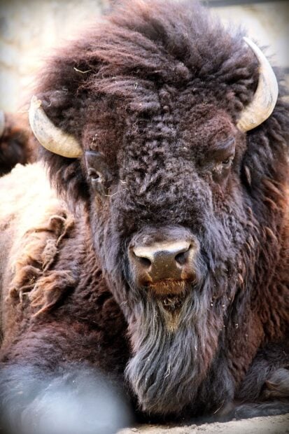 Close up of a buffalo animal resting on the ground with detailed fur and horns
