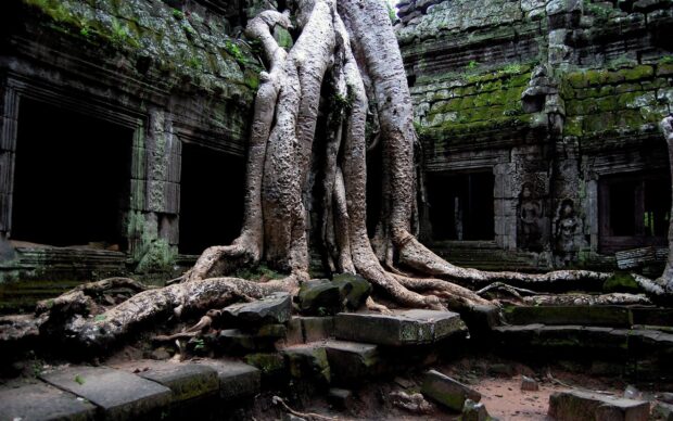 Ancient Cambodia ruins surrounded by large tree roots and moss covered stone walls