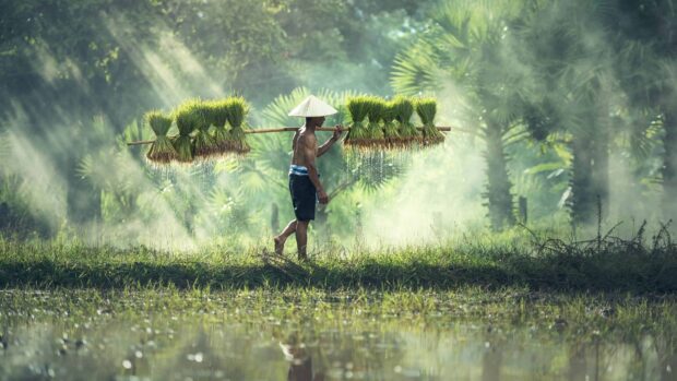 A Cambodian farmer carrying bundles of rice seedlings on a pole in a misty rural field