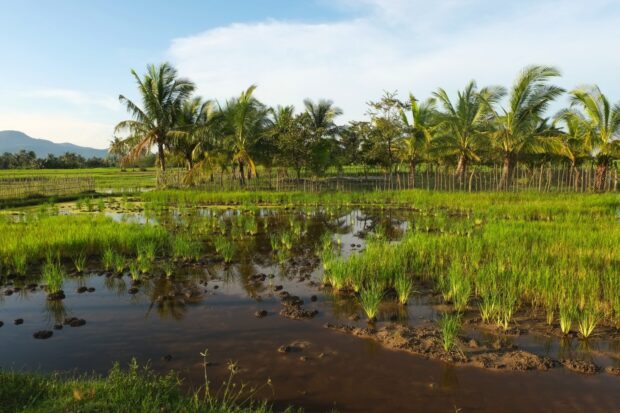 A rice field in Cambodia with palm trees and mountains in the background