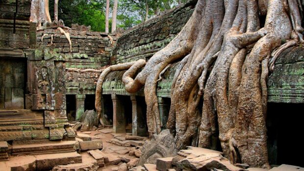 Ancient Cambodia stone temple with large tree roots growing over the structure in a forest setting