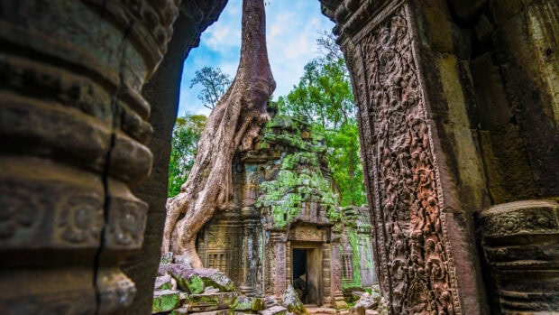 Ancient temple ruins covered by tree roots in Cambodia forest