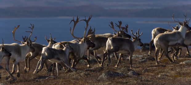 A herd of caribou walking across rocky terrain near a large body of water