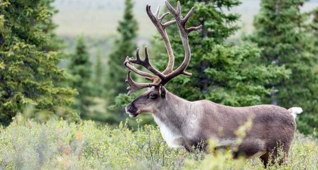 A majestic caribou standing in the green forest surrounded by bushes and trees