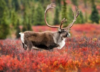 A caribou standing in a colorful autumn field surrounded by trees