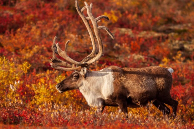 A caribou standing in a vibrant autumn landscape with red and yellow foliage