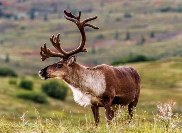 A caribou standing calmly in a grassy field with a blurred natural background