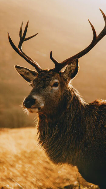 A close up of a caribou standing in a golden field at sunset