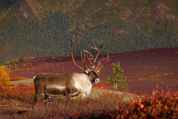 A caribou standing in a colorful autumn landscape with vibrant foliage