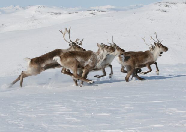 A group of caribou running across the snowy landscape in winter