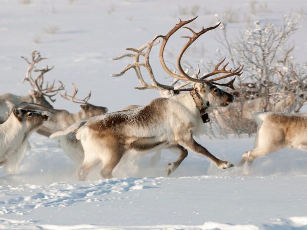 A group of caribou running through the snowy landscape with large antlers on a winter day