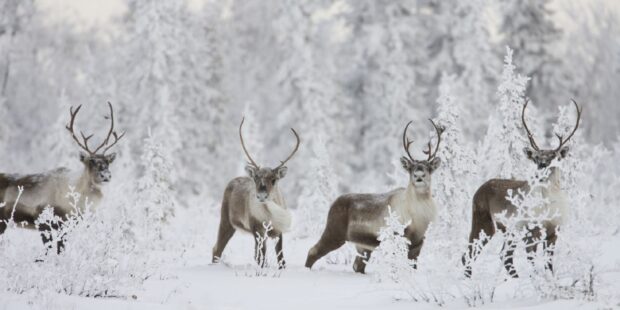 A group of caribou standing in a snowy winter forest