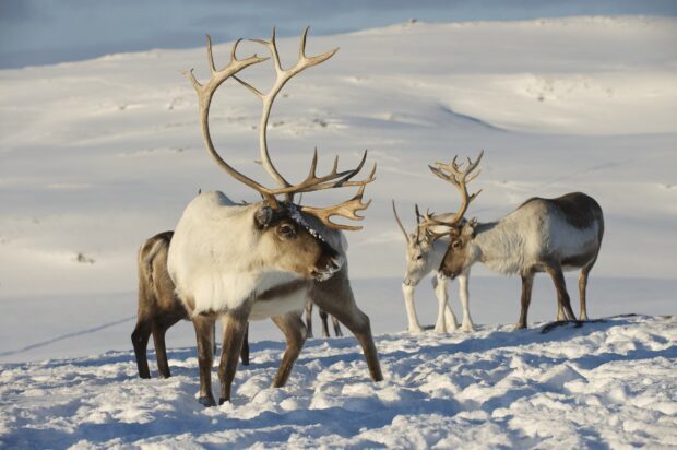 A group of caribou standing in snowy landscape with large antlers visible