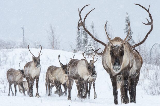 A herd of caribou walking through a snowy winter landscape with falling snowflakes