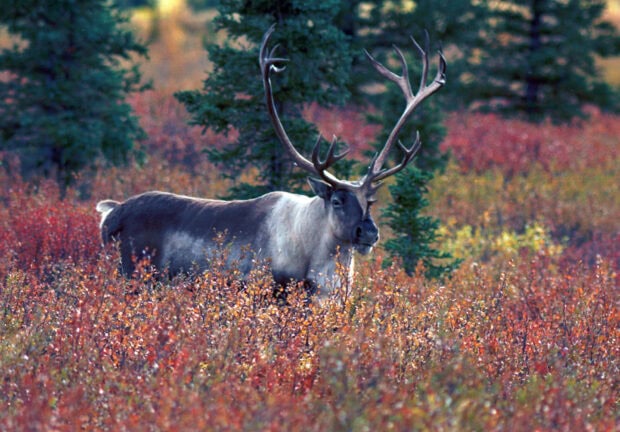 A majestic caribou standing in colorful autumn foliage in the forest