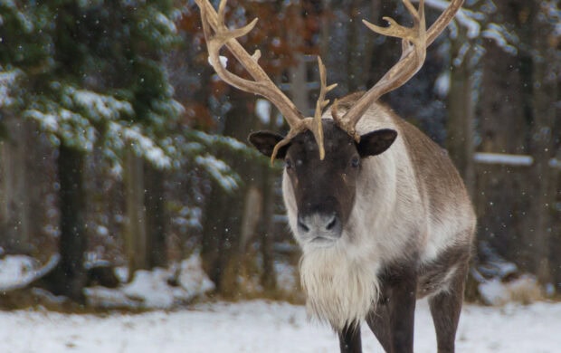 A majestic caribou standing in the snowy forest with large antlers