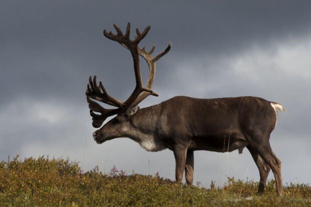 A majestic caribou standing on a grassy hill under a cloudy sky