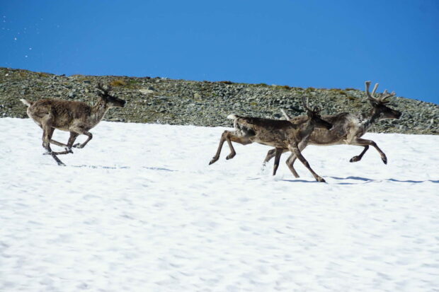 Caribou running across snowy terrain in a natural mountain environment