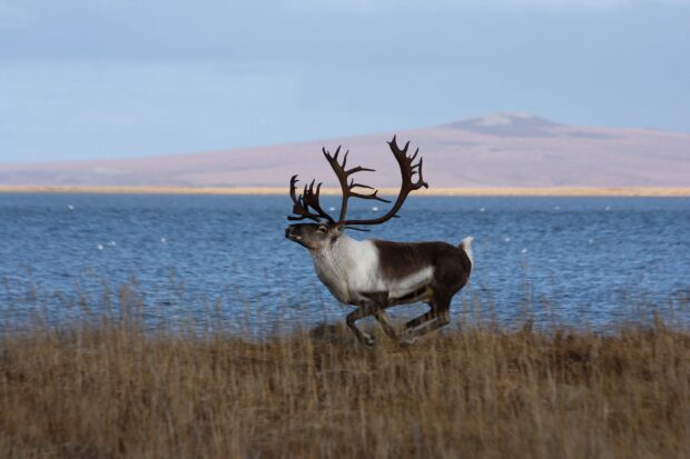 Caribou running through tall grass near a blue lake in a natural habitat