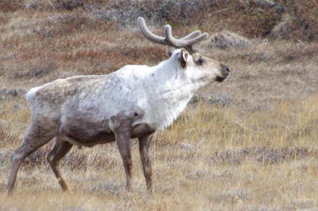 A caribou standing in a dry grass field with brown and white fur and antlers