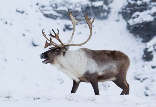 Caribou standing in the snow with large antlers in a cold environment