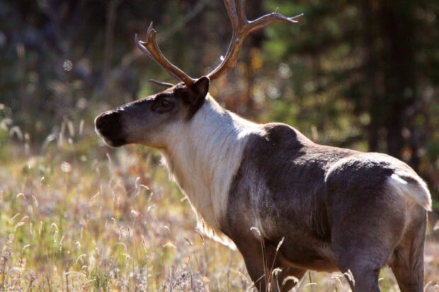 A caribou standing in a sunlit grassy field during autumn