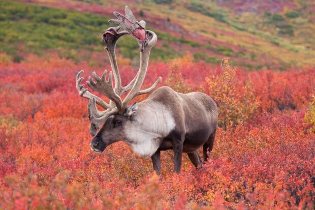 A caribou standing in a vibrant red and orange autumn landscape
