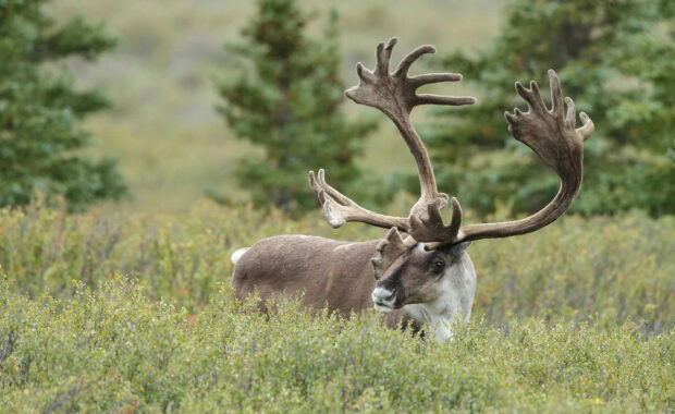 A caribou standing in green bushes with large antlers in a natural setting