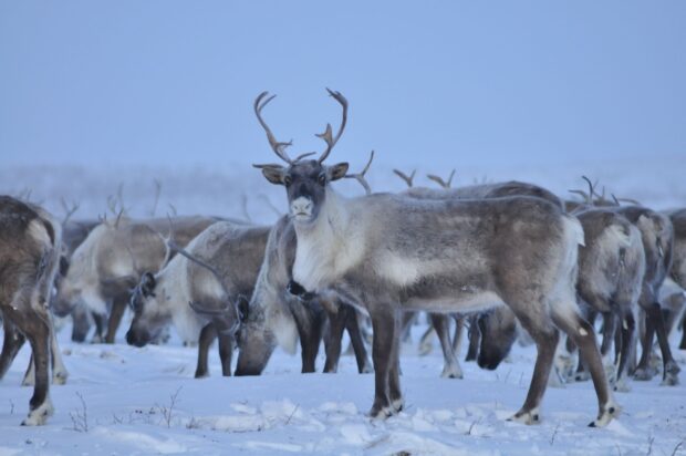 A caribou standing in the snow with other caribou grazing in the background
