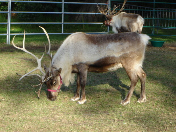 A caribou grazing on grass in a fenced outdoor area with another caribou in the background