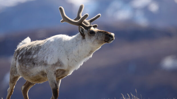 A caribou standing in the wild with mountain scenery in the background
