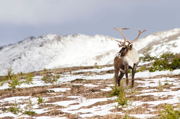 A caribou standing on snowy terrain with mountain landscape in the background