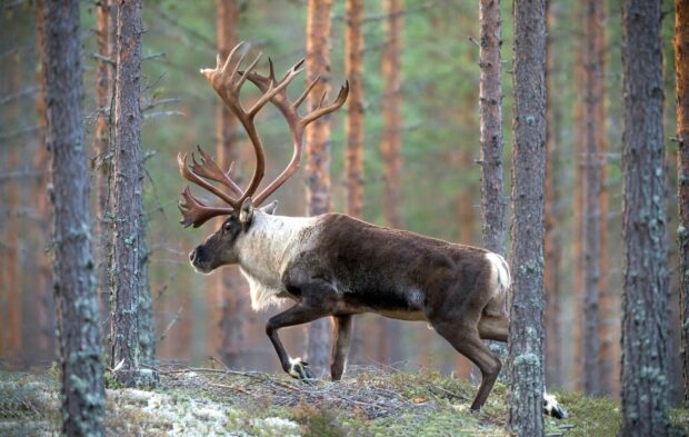 A caribou walking through a dense forest with tall trees surrounding it