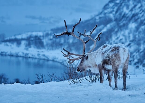 A caribou standing in the snowy landscape with large antlers in winter wilderness