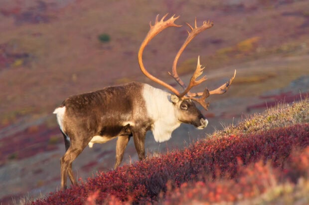 A majestic caribou standing on a colorful hillside surrounded by autumn vegetation