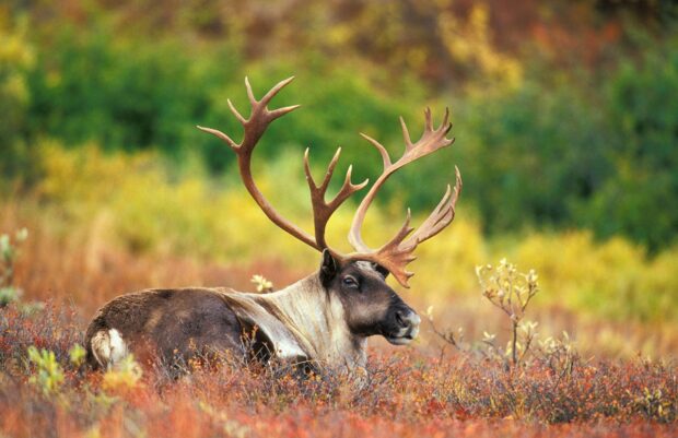 A resting caribou in colorful autumn foliage with large antlers visible in nature