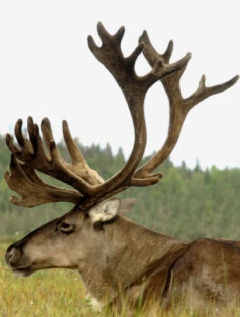 A caribou resting in the grass with large antlers and trees in the background