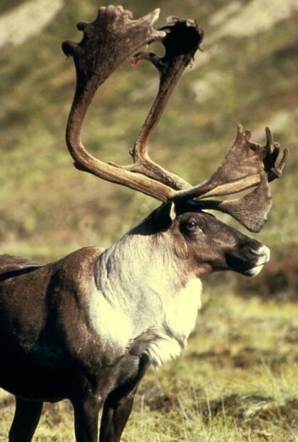 A majestic caribou with large antlers standing in a grassy field