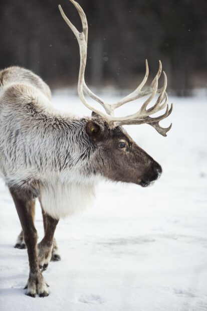 A close up of a caribou standing on snow in a winter forest environment