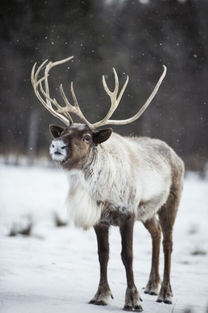 A caribou standing in a snowy forest with large antlers during snowfall