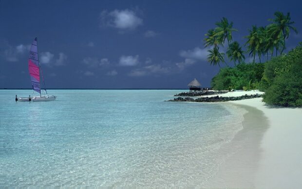 A catamaran sailing near a tropical island with clear water and palm trees