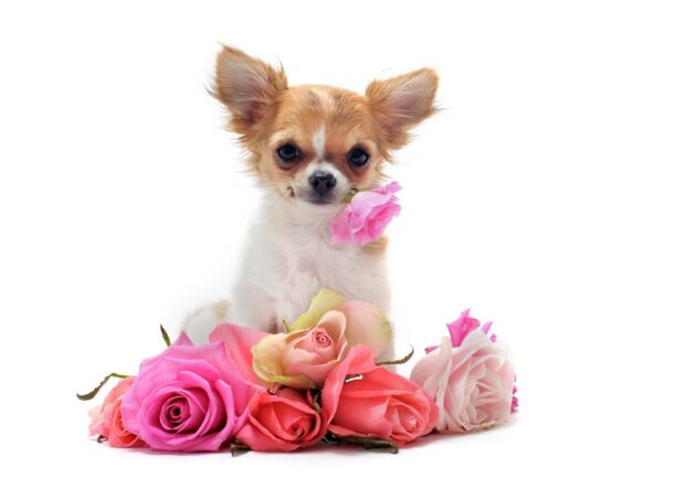 A cute chihuahua sitting behind a variety of roses with one rose held gently in its mouth