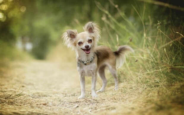 A happy Chihuahua standing on a dirt path surrounded by green grass and plants