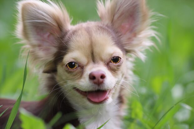 A close up of a happy chihuahua with large ears in the grass