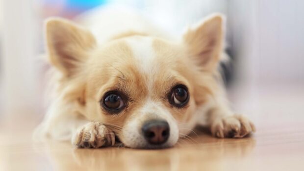 Light brown chihuahua resting its head on the floor and showing calm expression