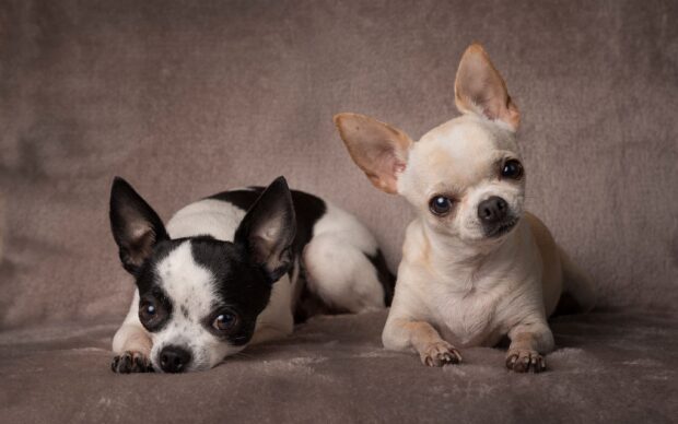 Two adorable chihuahua dogs resting on a soft surface looking at the camera